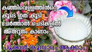 കഞ്ഞിവെള്ളം കളയണ്ട 😱പൂക്കൾ കൂമ്പാര മാക്കാം /fllowering tricks /poppy vlogs /malayalan