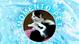 Gatinho fofo brincando de pega pega enquanto se esconde #shorts