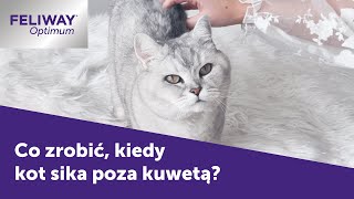 Co robić, kiedy kot sika poza kuwetą | FELIWAY Optimum