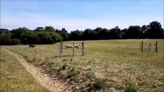 Nordevind Skye, 21 months, in sheepdog trial