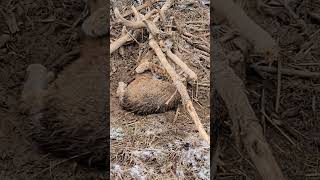 Giant bobcat destroys a cubby set #lonebowhunter™️ #smashsubscribebutton