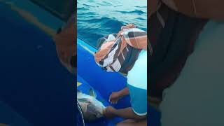 blubber fish #pymeenavan #fishingtamil #livefishing #trending #subscribe #trendingshorts #viralshort