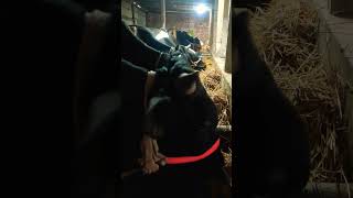 #cow #cowfarm #purbashaagro #gorupalon #shahiwalgoru #crossgoru #cowfattening #cowvideos