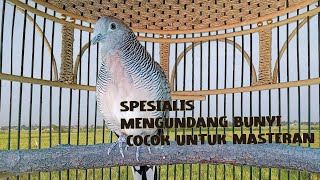 pancingan perkutut lokal spesialis mengundang bunyi cocok untuk masteran pikat