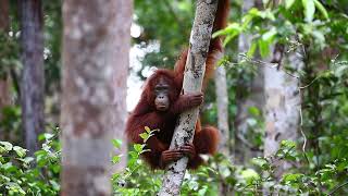 Young orangutan sits on a tree in the jungle. Borneo Island. Indonesia.