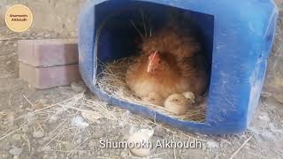 ابسط طريقة لجعل الدجاجة ترقد على البيض Hatching chicken agg