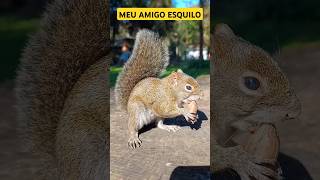 Meu amigo Esquilo SERELÉPE #shorts #viral