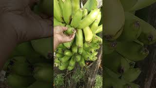 Pisang Sultan!! Organik!! Mulus!! Matang Pohon!!