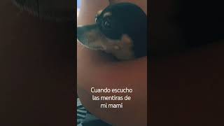 Cuando escucho las mentiras de mi mami!. #viralvideo #humor #viralvideo #reels #memes #perros