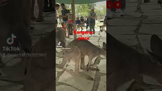 trip in kangaroo  place #followmyyoutube