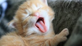 Top 10 Kitten Yawns - Cutest Kittens - Lovely Cat Videos - Cat Fails - 2015