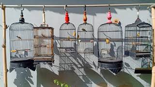 Burung Pleci Mantenan dan Sogok Ontong