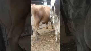 Pregnant cow's special care #cow #dairy #dairyanimal #animals #pregnant #dairycow #farming #milkcow