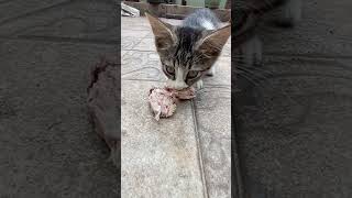 makanan bergizi untuk kucing liar #kucing #catlover #viral #shorts