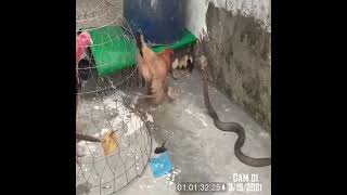 Cobra vs chicken