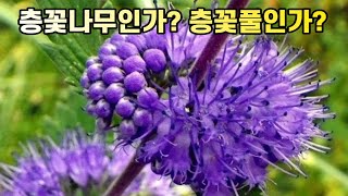 층꽃나무인가? 층꽃풀인가?