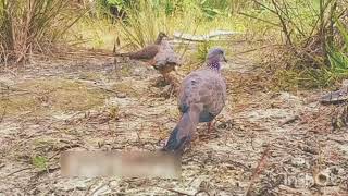 ⚽pikar burung tekukur mantap sekali dengan suara yang nggak habis habis 🙏🙏