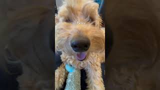 Doodle Doggie Tales- Part 96 “Mama’s Boys”❤️ #dogbrothers #shortsfeed #shorts #dogs #dogsofyoutube