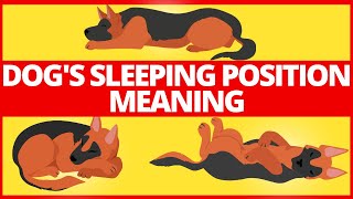 What Does Your Dog's Sleeping Position Mean