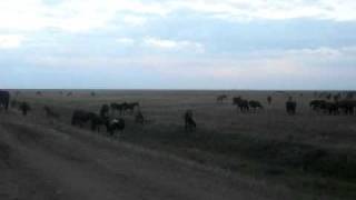 horses from kazakhstan