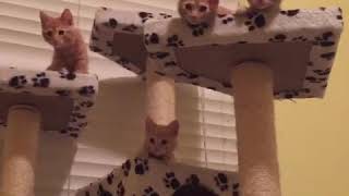 Funny Cats Compilation 2020 HIGH