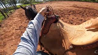 Calf Roping - MF Ranch