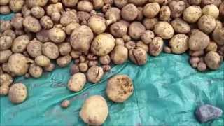 Vegetable Garden Update: Potato Harvest