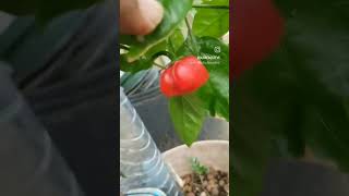 Homegrown organic peppers vibing in Curaçao