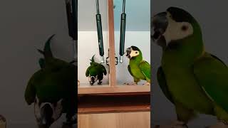 Cutest pet parrots playfully fighting with eachother | Pneuma & Jambi the macaws playing hide & seek