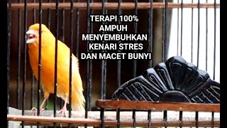 KENARI Gacor Terapi Ampuh Menyembuhkan Burung Macet Bunyi