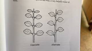 Tree ID Tools