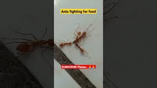 Ants fighting for food.              #shorts