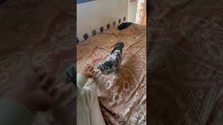 ROCKY KABUTAR GUSE HO GAYA | #pigeon #video #viral #youtube