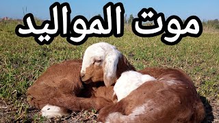 الأمراض التي تواجه صغار الأغنام والماعز..       العلاج والوقاية..