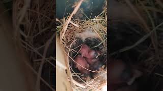 Baby Sparrow Burung Gereja