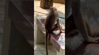 Just for fun #youtubeshorts #monkey #shortsfeed #ytshorts #shortvideo #shorts #short #shortsvideo