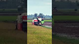 It's rice harvest time again. 17