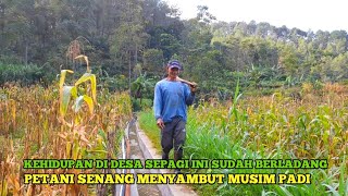 Suasana Gerimis Di Perkampungan Tengah Sawah Perjuangan Petani Di Musim Hujan Dan Musim Padi