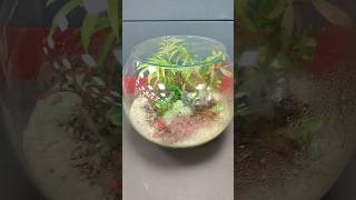 تيراريوم Terrarium زراعة فالزجاج #shorts