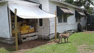 Front Porch Canopy Progress 5-29-24