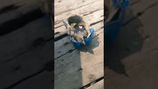 Anak burung ciblek umur 2 minggu