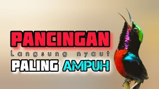 🔴 pancingan paling ampuh kolibri ninja  konin gacor✔