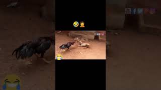 funny dog and rooster fight 🤣🔥😂  #shorts  #reels