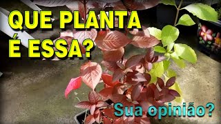 Que planta é essa? | Será uma planta medicinal? | É uma planta de jardim? folhagem de jardim