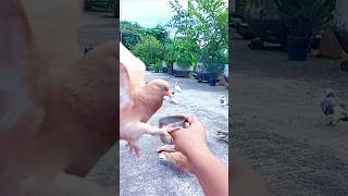 Pigeon slow motion status #pigeon #birds #slowmotion