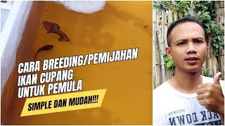 Cara breeding/pemijahan ikan cupang untuk pemula!!! simple dan mudah!!! #cupang