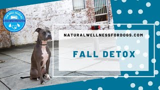 fall detox for dogs