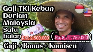 GAJI + BONUS + KOMISEN, TKI, ABK, DI KEBUN DURIAN MALAYSIA. RM, 2.500.000 ( Rp, 8,JT, 759.000.