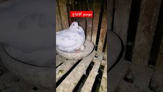 موسم إنتاج ورزق للجميع 😍❤️#pigeonlover