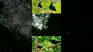 MIKAT BURUNG BEO DI HUTAN ASLI #NATUNA #KEPRI #KEPULAUANRIAU part 1